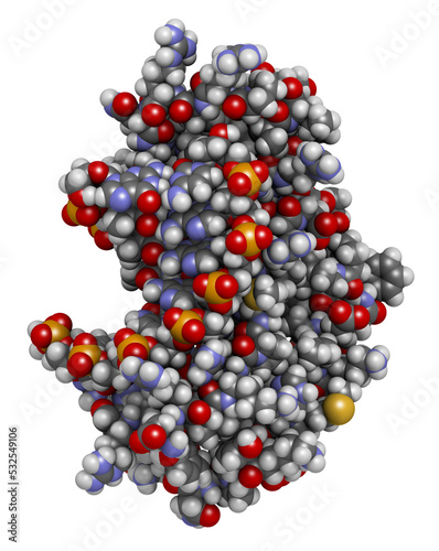Fotografi Sex-determining region Y (SRY, TDF, HMG domain) protein, bound to DNA