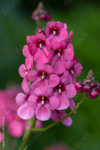 Close up of a diascia flower in bloom