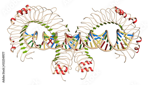 Toll-like receptor 3 (TLR3, murine, ectodomain) protein, bound to double-stranded RNA. Involved in host defense against viruses. 3D rendering based on protein data bank entry 3ciy.