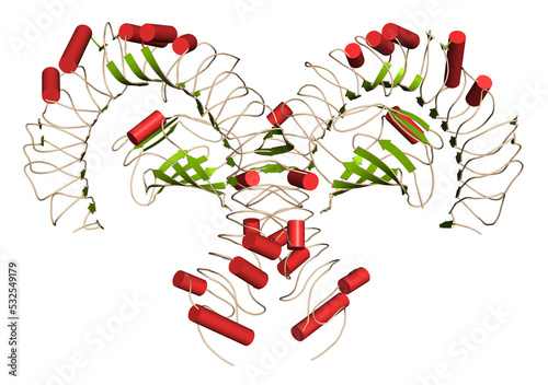 Toll-like receptor 4 (TLR4, extracellular domain) bound to lipopolysaccharide (LPS) and MD-2. Involved in activating the innate immune system upon detecting LPS.