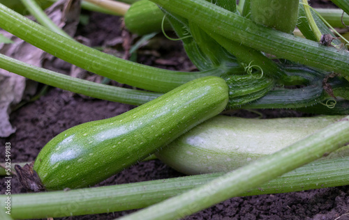 Young zucchini growinng in the garden close up. Benefits of zucchini concept
