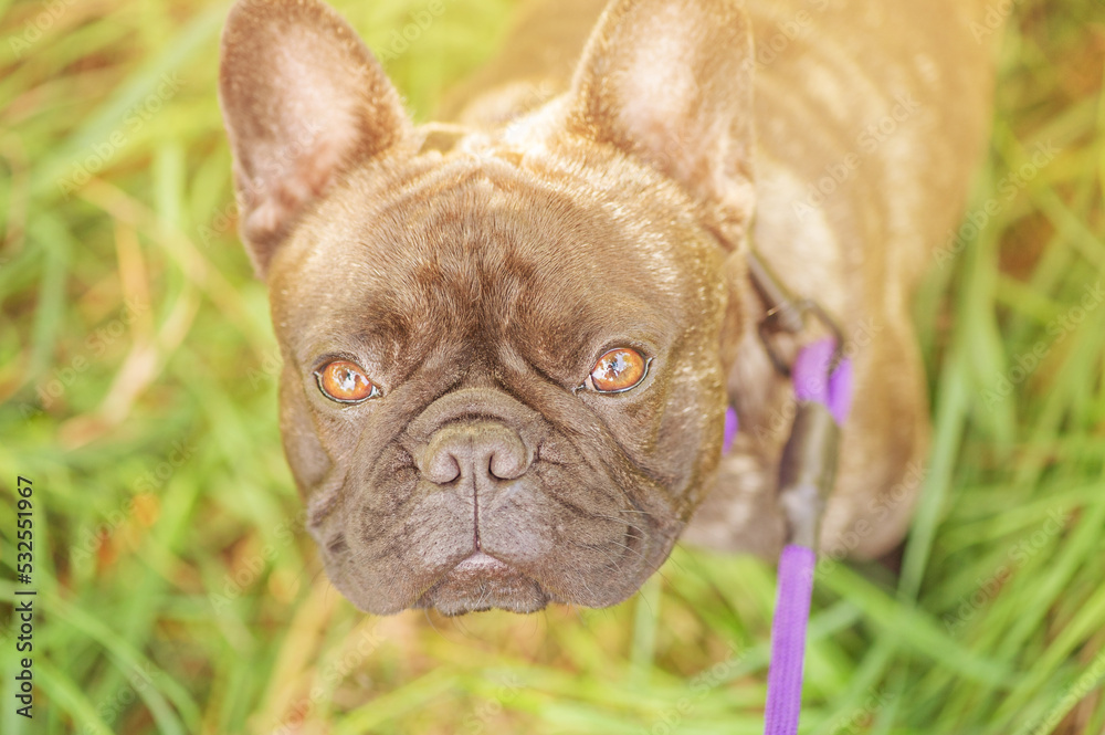 The dog is a black and brindle French bulldog breed. A dog in a purple collar with a leash.