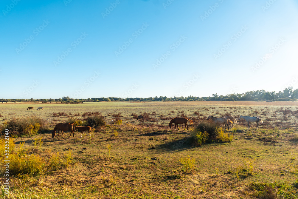 Obraz premium Horses grazing in the Doñana park next to the El Rocio Sanctuary, Huelva. Andalusia
