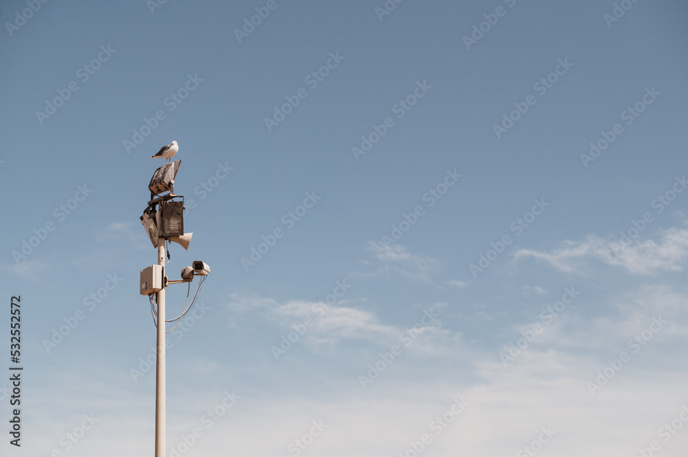 Seagull on the sky at the mast Seagull on the sky at the mast