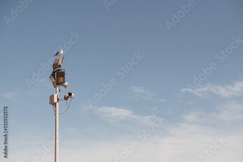 Seagull on the sky at the mast