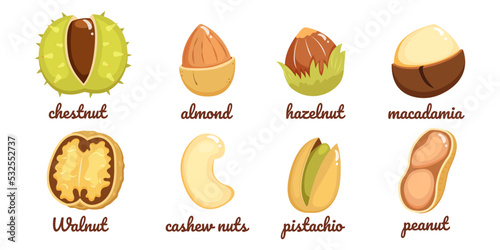 Nuts different isolated on white. Vector illustration of hazelnut, peanut, cashew and chestnut. Macadamia and almonds in cartoon style.