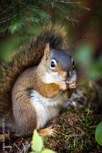 Cute looking close up squirrel portrait in the forest