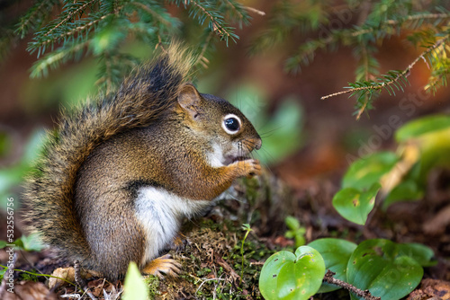 Cute looking close up squirrel portrait in the forest