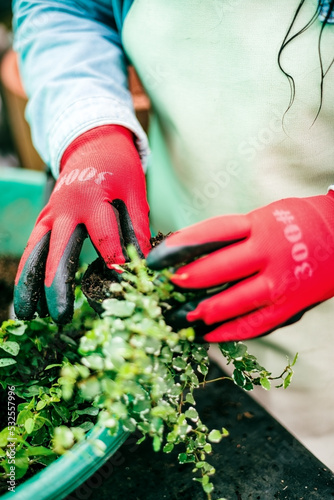 Unrecognizable woman with gloves reseeding a plant photo