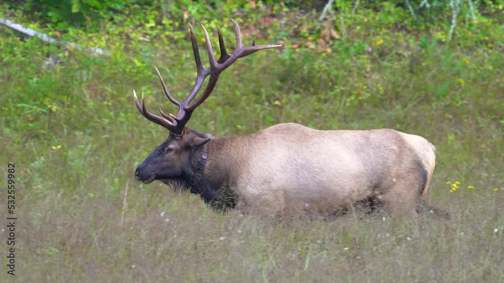 Rocky Mountain Bull Elk Rocky Mountain Bull Elk