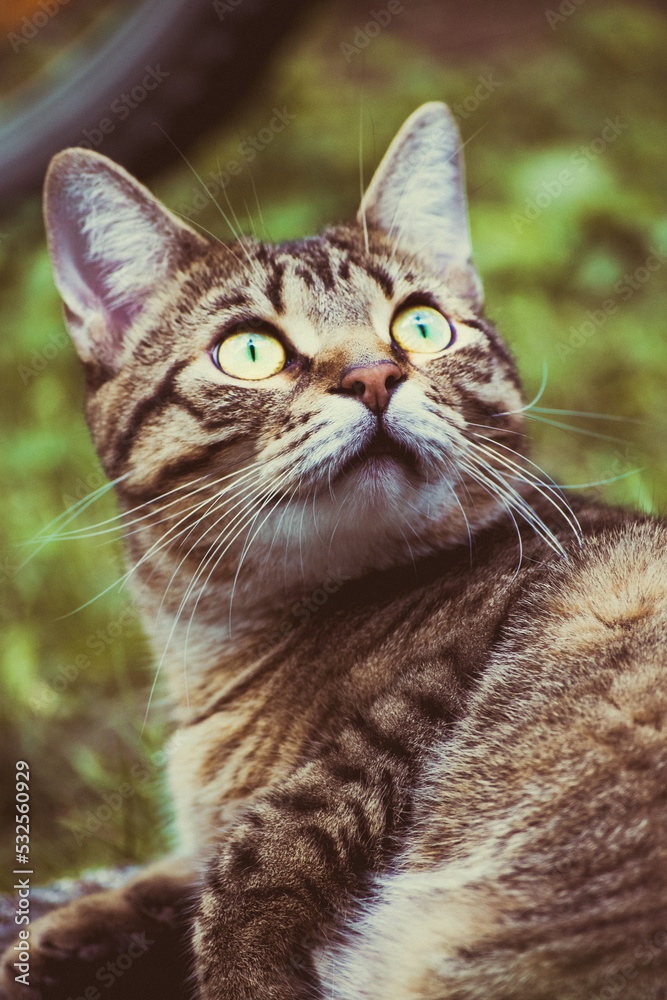 Naklejka premium close up of a cat