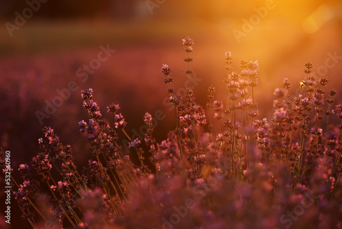 close up of bushes lavender blooming scented fields on sunset. lavender purple aromatic flowers at lavender fields of the French Provence near Paris. © Andriy Medvediuk