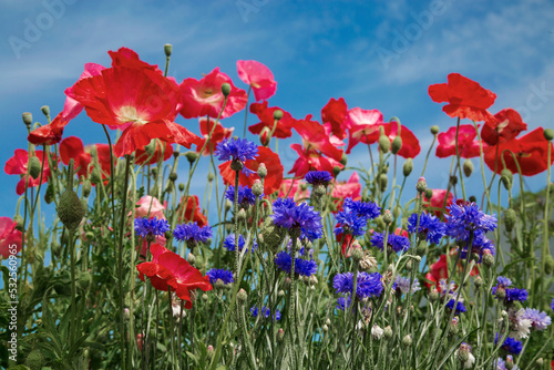 Blooming lush field with bright poppies and cornflowers photo