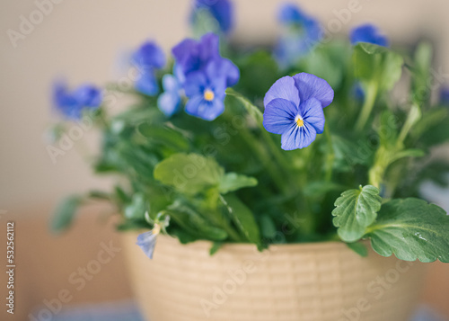 Blue violas in yellow bowl
