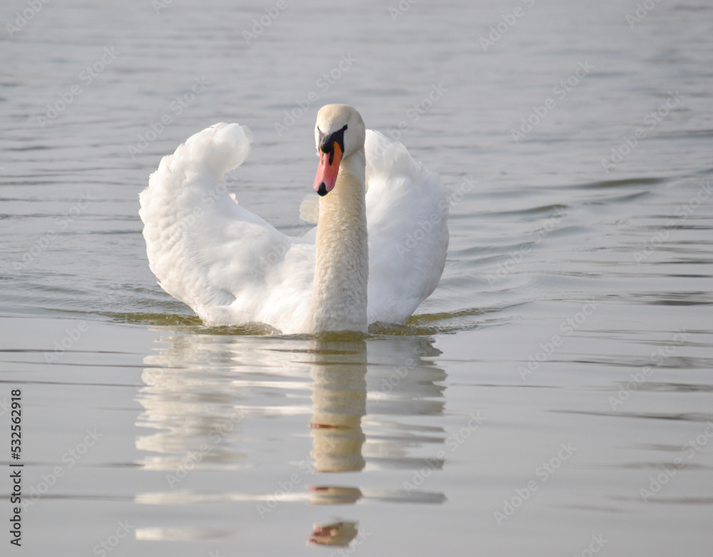 Obraz premium White swan is float on water.