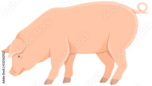 Pink pig, domestic farm animal. Piggy or swine, artiodactyl mammal vector illustration. Farming, agriculture and livestock breeding. Domesticated animal, farm pig for meat and fat production