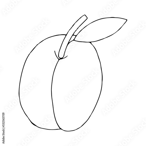 Peach with Doodle leaf illustration.Contour drawing of a peach isolated on a white background.Tropical fruit.Hand drawing with a line