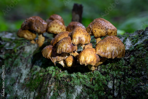 Autumn wood-destroying fungi growing on old trunks and stumps photo