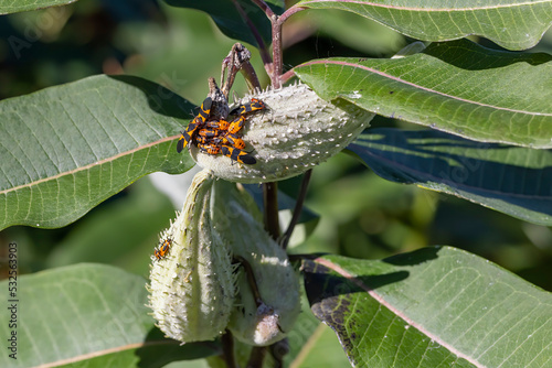 The large milkweed bug (Oncopeltus fasciatus) photo