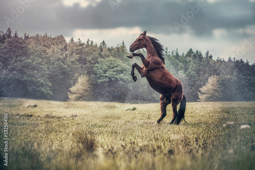 Obraz na plátně Stunning portrait of a rearing bay trotter horse in autumn outdoors at a rainy a