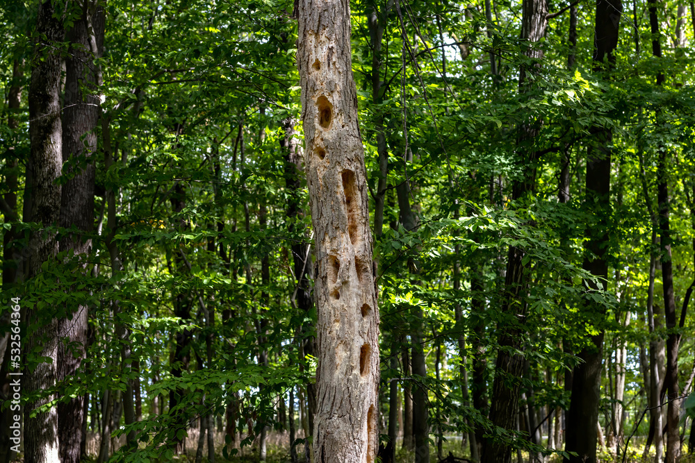 Fototapeta premium A tree trunk pecked out by a woodpecker, which creates typical long hollows