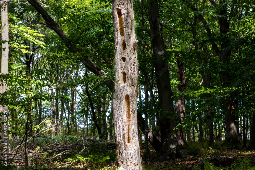 A tree trunk pecked out by a woodpecker, which creates typical long hollows A tree trunk pecked out by a woodpecker, which creates typical long hollows