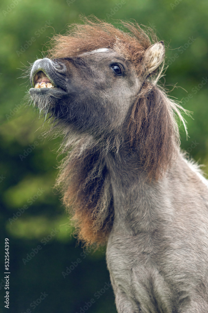 Funny portrait of a grey dun pinto shetland pony showing a trick on command and looks like it´s laughing. Flaming pony