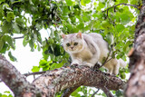 a frightened white cat walks down the branch of an apple tree in the garden, green apples hang nearby in summer.