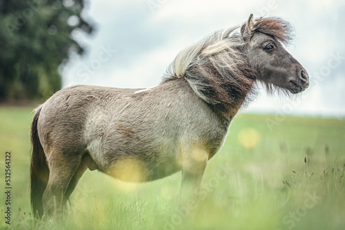 Portrait of a cute and pretty dun pinto shetland pony stallion in late summer outdoors at a rainy day