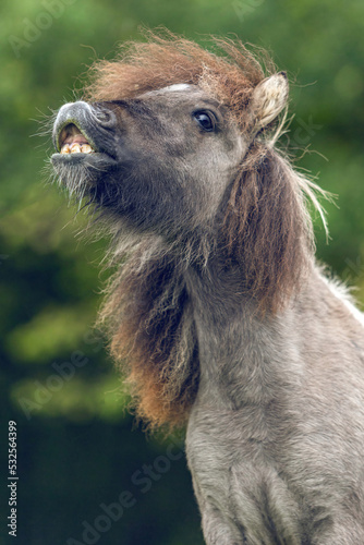 Funny portrait of a grey dun pinto shetland pony showing a trick on command and looks like it´s laughing. Flaming pony © Annabell Gsödl