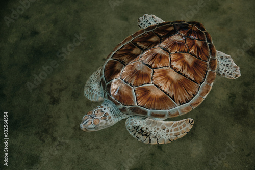 Green sea turtle in shallow water. Close-up. View from above. photo