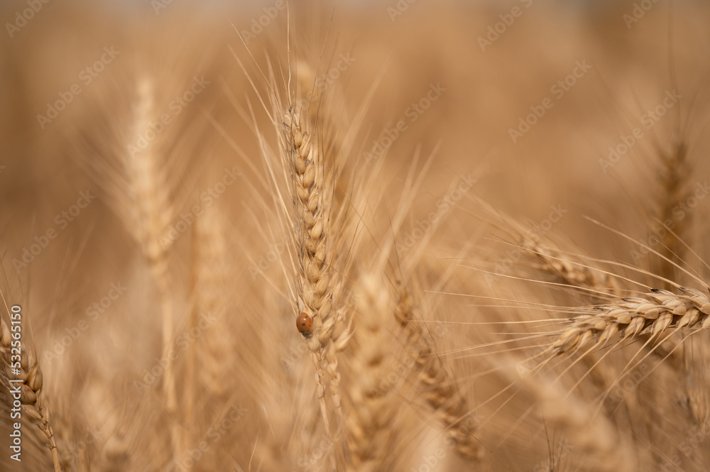 Ripe wheat field just before harvest Ripe wheat field just before harvest