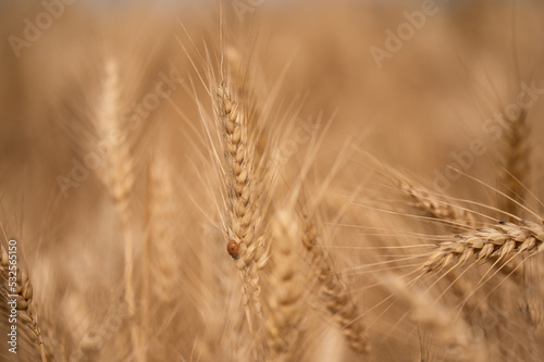 Ripe wheat field just before harvest photo
