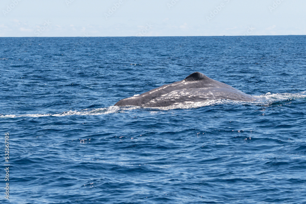 Fototapeta premium Großer Pottwal vor den Azoren taucht ab in den Atlantik