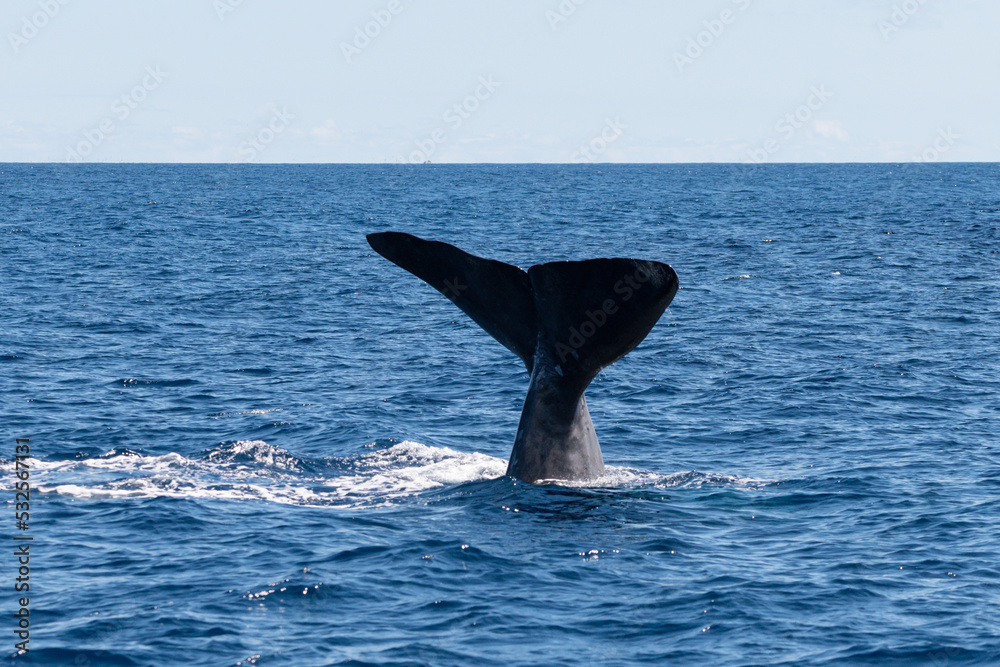 Fototapeta premium Großer Pottwal vor den Azoren taucht ab in den Atlantik