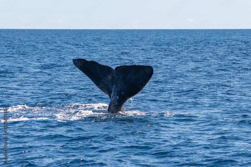 Fototapeta premium Großer Pottwal vor den Azoren taucht ab in den Atlantik