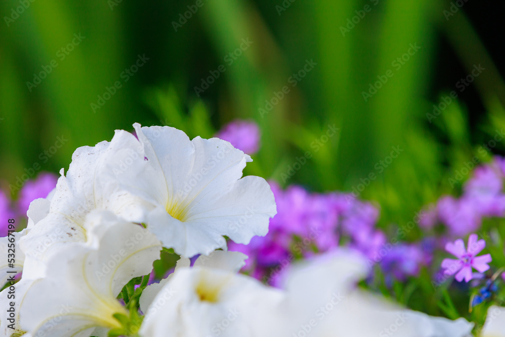 Flower bed with very beautiful flowers in an urban environment. Background with selective focus and copy space Flower bed with very beautiful flowers in an urban environment. Background with selective focus and copy space
