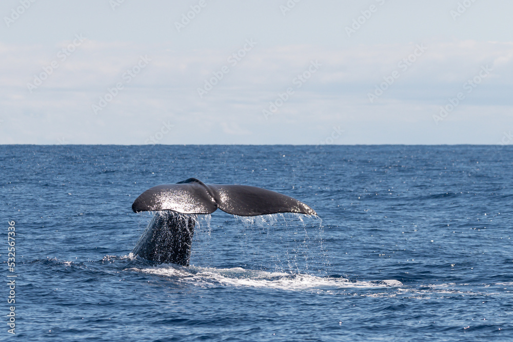 Fototapeta premium Pottwal vor den Azoren hebt Flosse um zu Tauchen