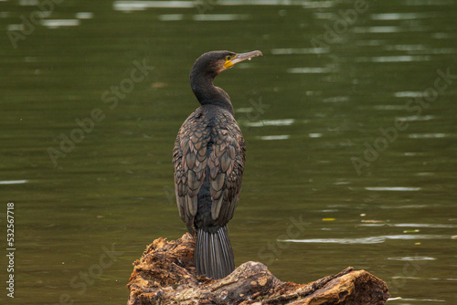 Nahaufnahme eines Kormoran auf einem Stein am See photo