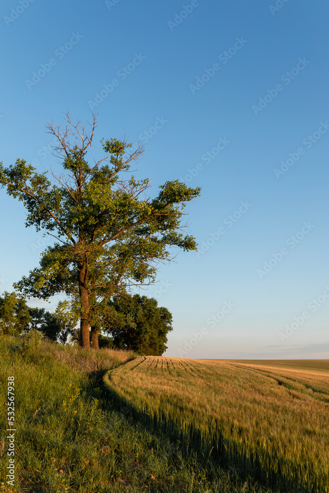 Landscape of lonely tree in field Landscape of lonely tree in field