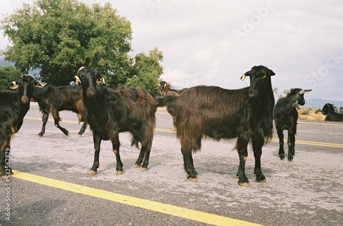 Goats blocking road