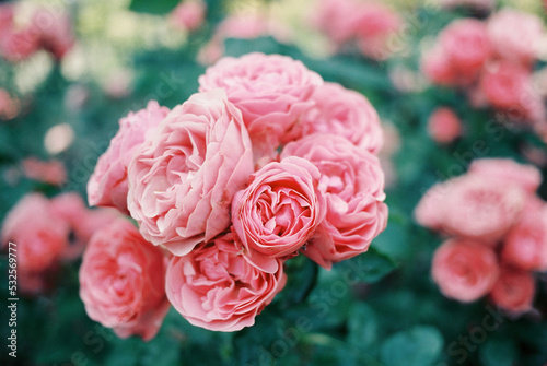 garden rose  photo