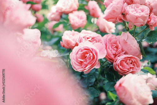 garden rose 