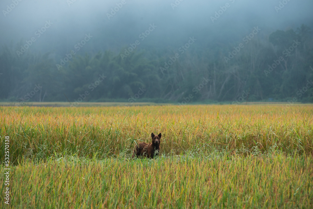Dog standing in a rice field Dog standing in a rice field