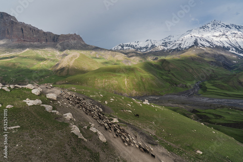 Flock of sheep in the mountains
 photo