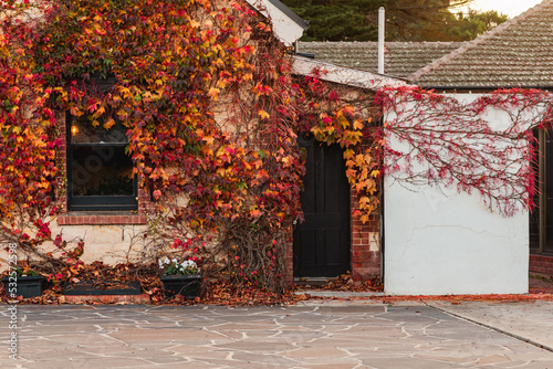 vine covered house in autumn photo