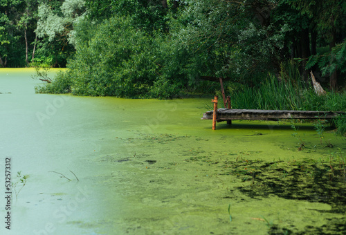 A pond in the forest, a wooden platform.