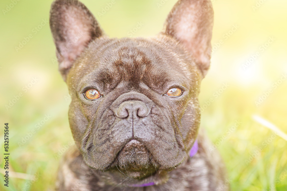 Portrait of a young dog of the French bulldog breed with brindle color. Cool dog.