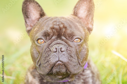 Portrait of a young dog of the French bulldog breed with brindle color. Cool dog. © Lesia