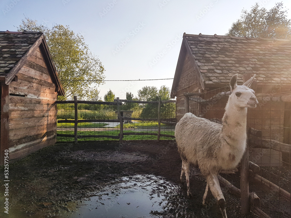 Obraz premium Photo of White Llama walking around on ranch